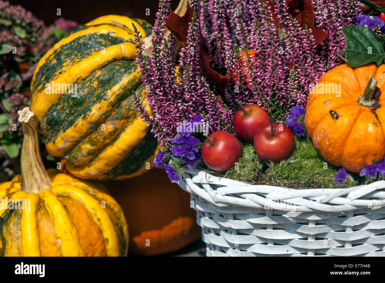 Pumpkins in basket squash, plants  Decorative display Cucurbita pepo, Ornamental Gourds autumn Stock Photo