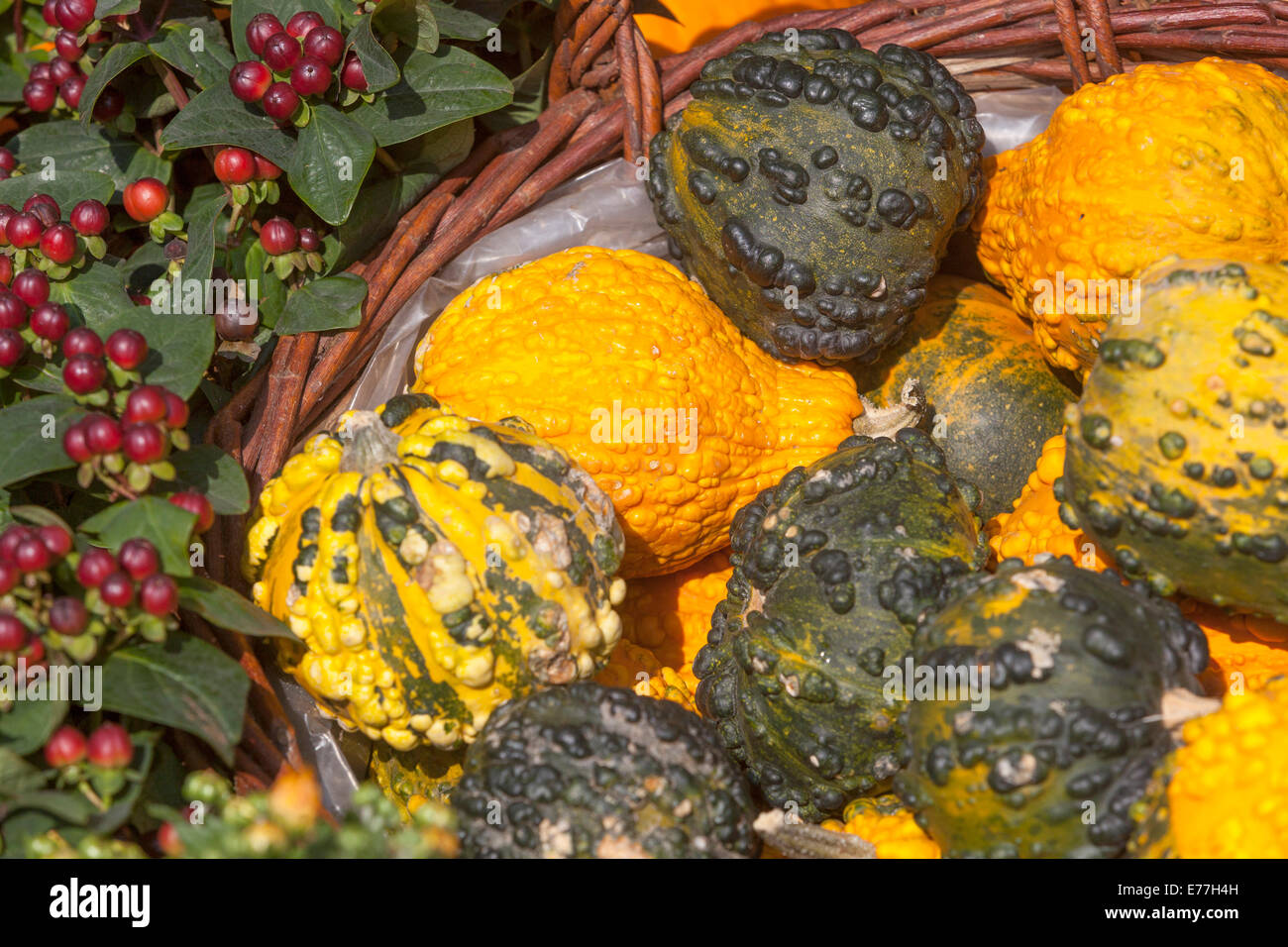 Pumpkins, squash Ornamental gourd garden plants, Decorative display Cucurbita pepo Stock Photo