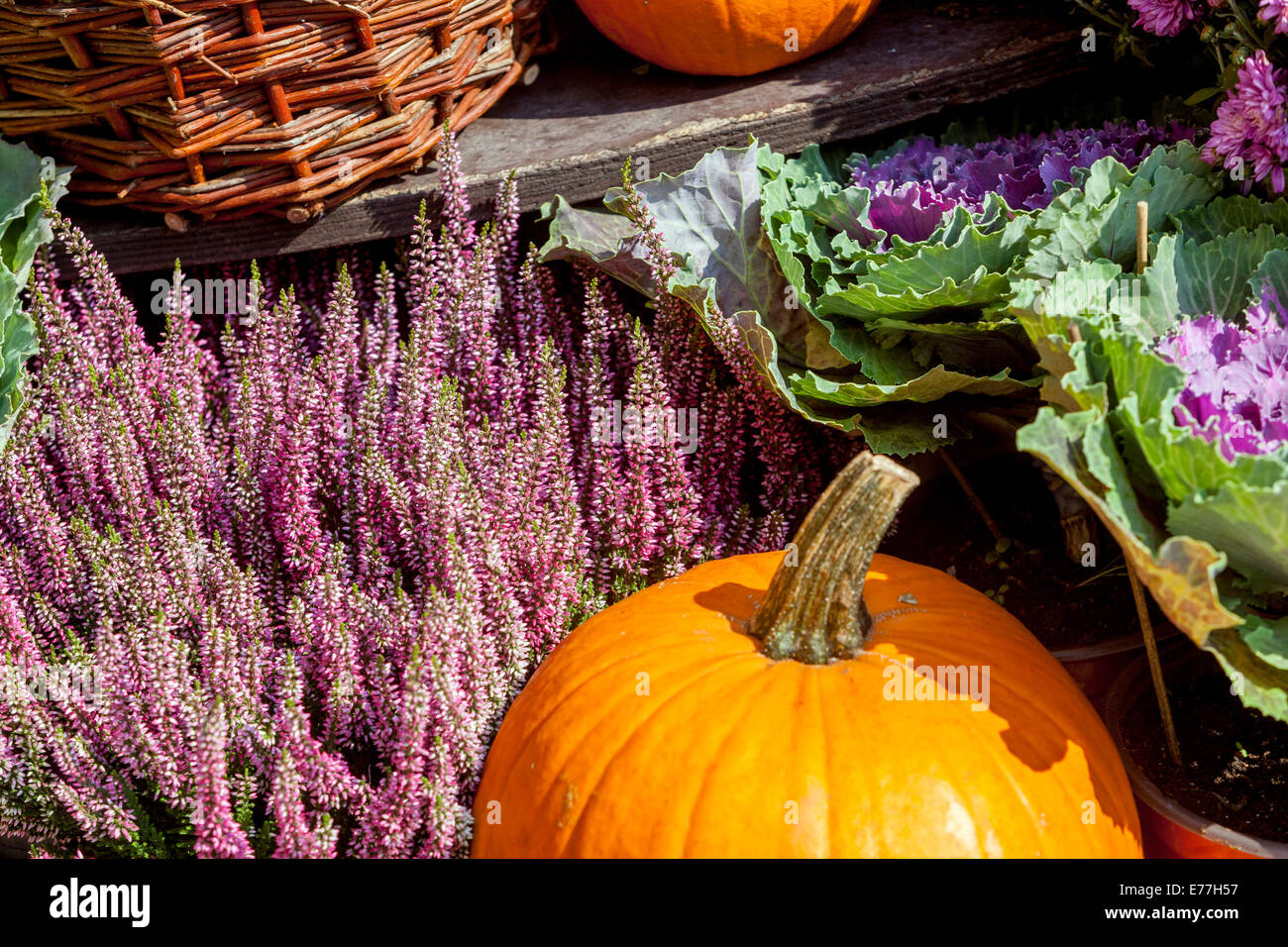Pumpkins, squash, plants, Decorative display Stock Photo