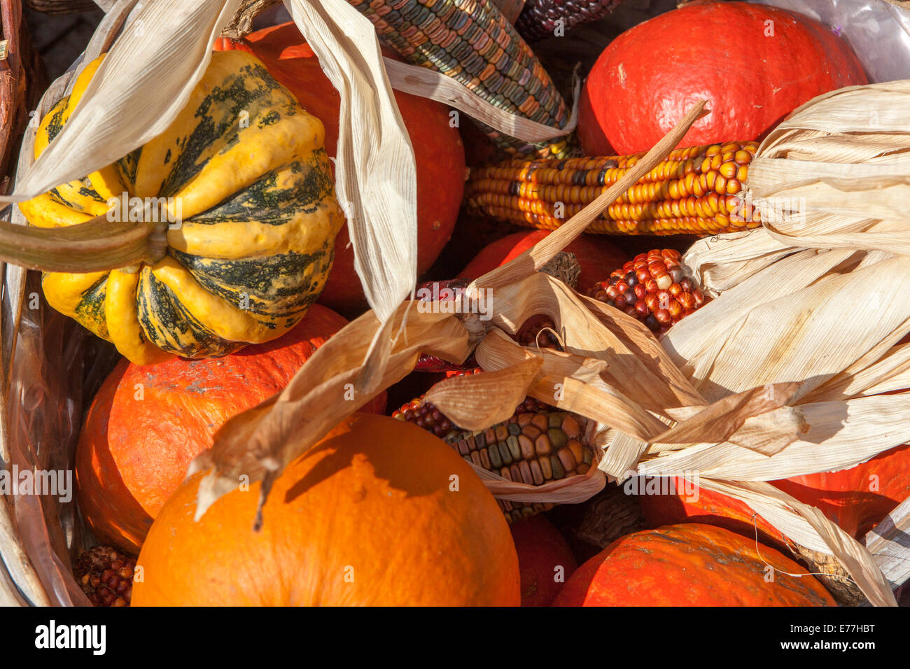 Pumpkins, squash, gourd Decorative display autumn crop Stock Photo Alamy