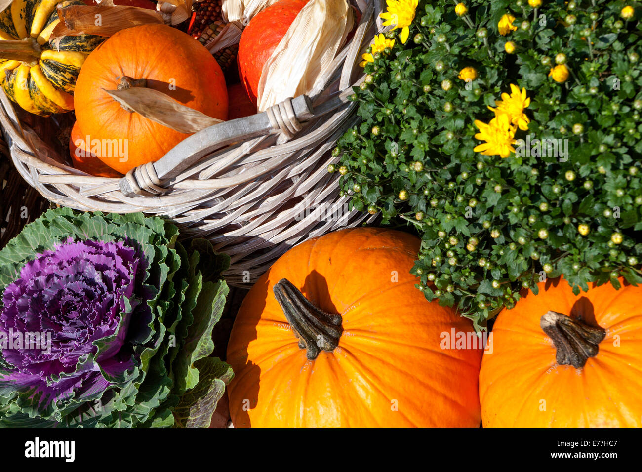 Pumpkin shop, squash, plants, Decorative display ornamental gourd in a vintage basket mums Stock Photo