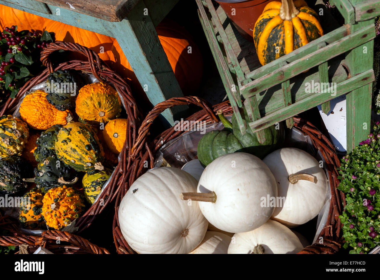 Pumpkins shop squashes, Decorative display Cucurbita pepo Ornamental gourds in basket Stock Photo