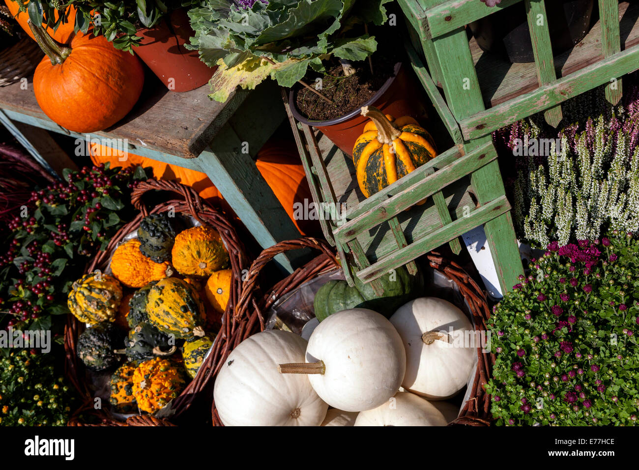 Pumpkins, squash Ornamental gourd garden plants, Decorative display Stock Photo