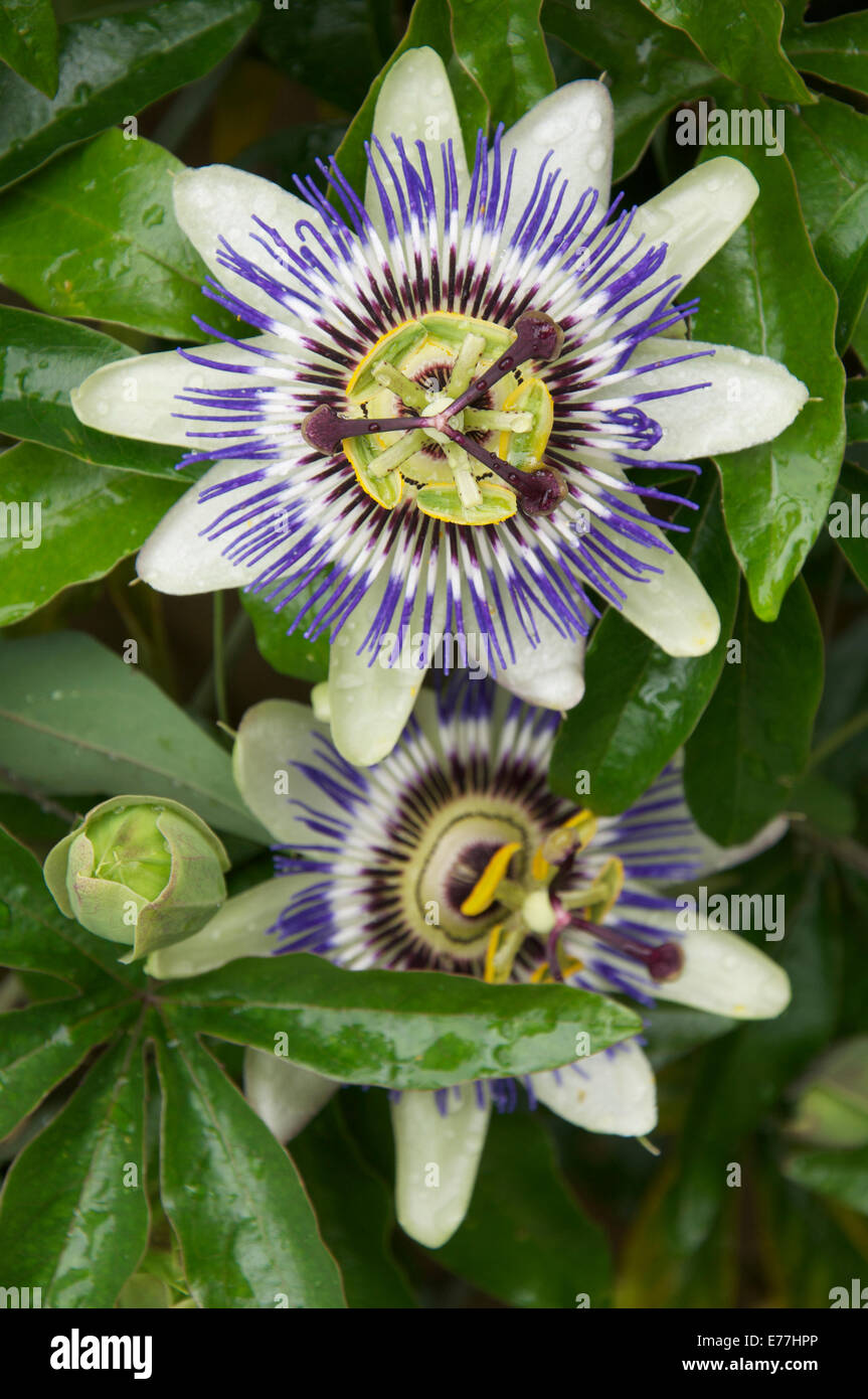 Exotic tropical flora. Close up of a Blue Passion Flower blooming in an English garden. Passiflora caerulea. England, United Kingdom. Stock Photo