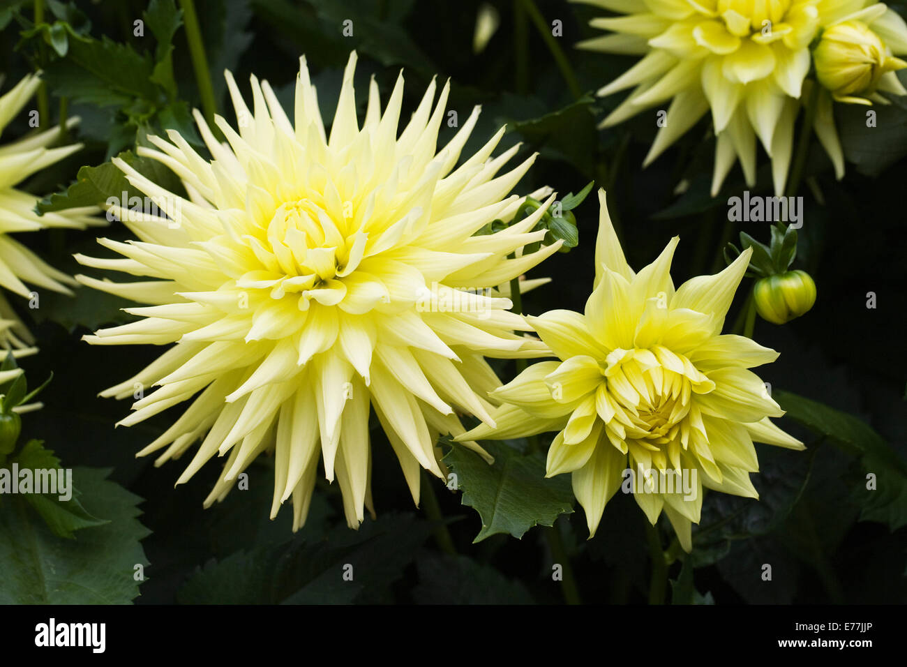 Spiky dahlia dahlias hi-res stock photography and images - Alamy