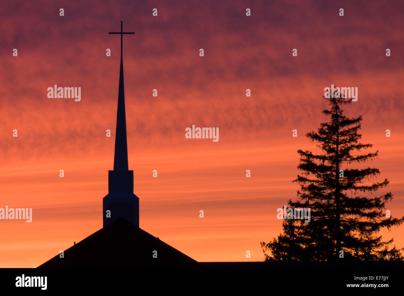 A church steeple and pine tree are silhouetted by evening sunset. Stock Photo