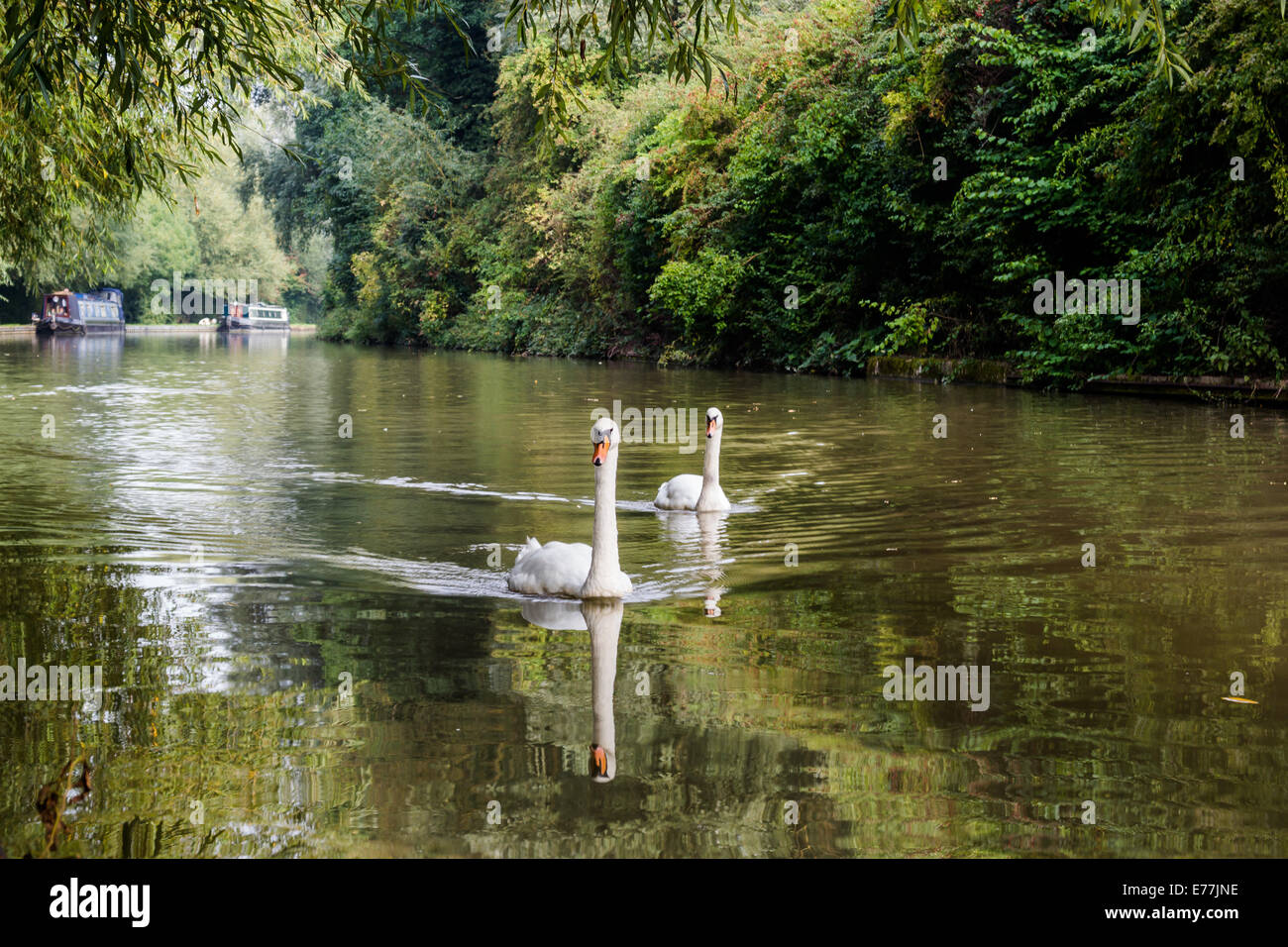 Two swans in the Grand Union Canal, Bedfordshire, UK Stock Photo