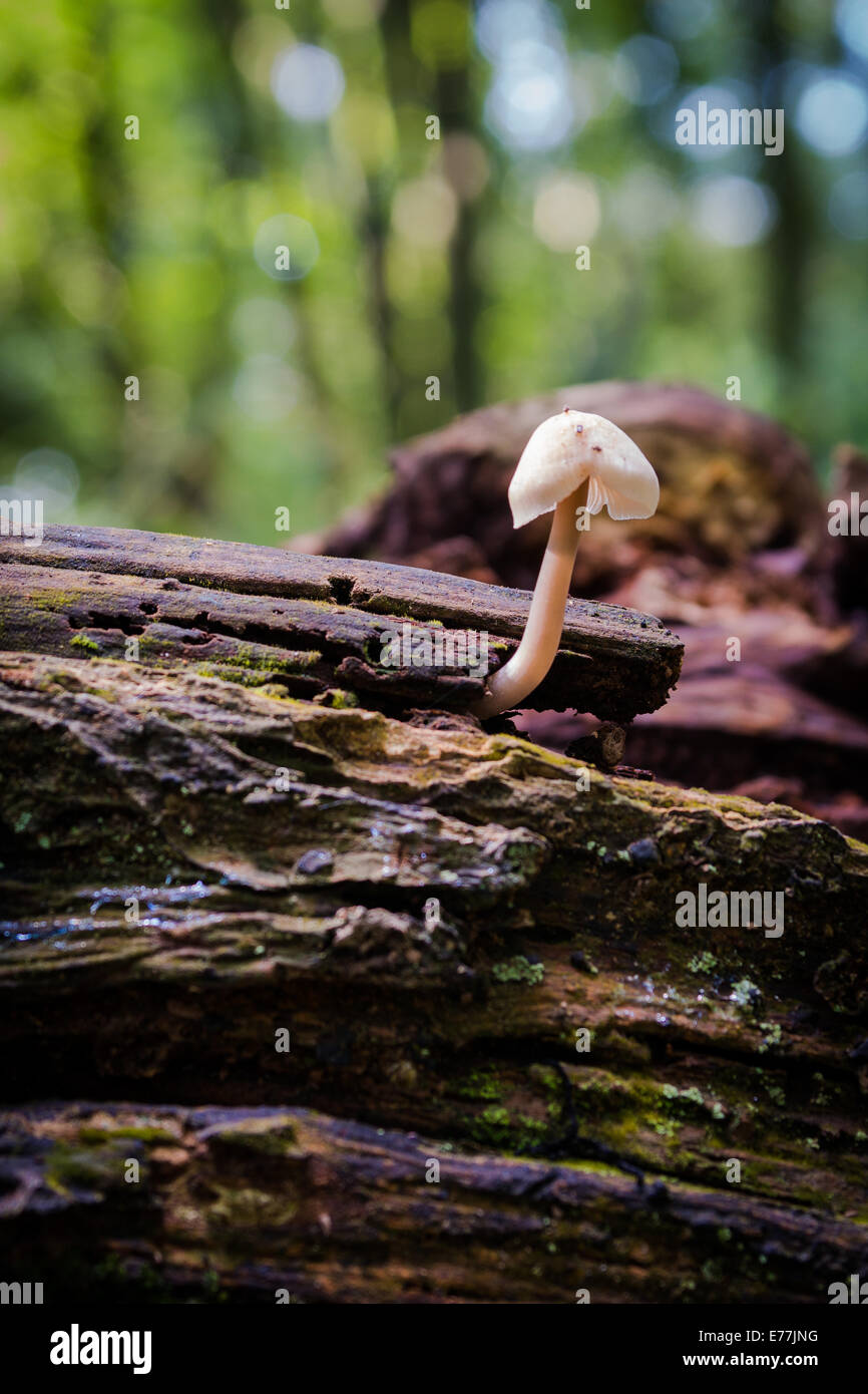 woodland fungi Stock Photo