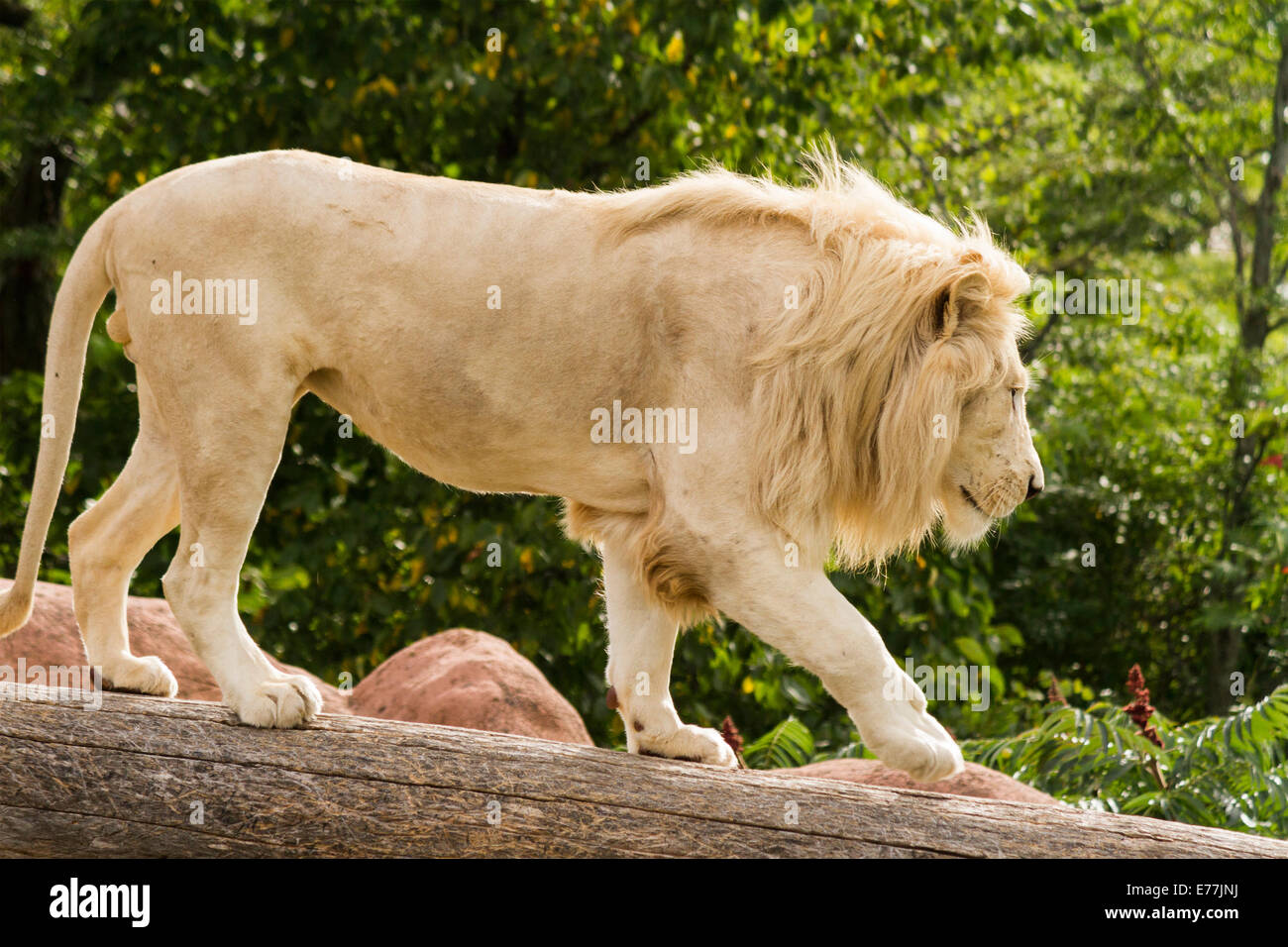 Male White Lion in captivity walking across a log at the Toronto Zoo Ontario Canada Stock Photo