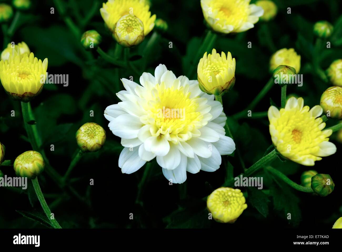 White and yellow Chrysanthemum balls Stock Photo