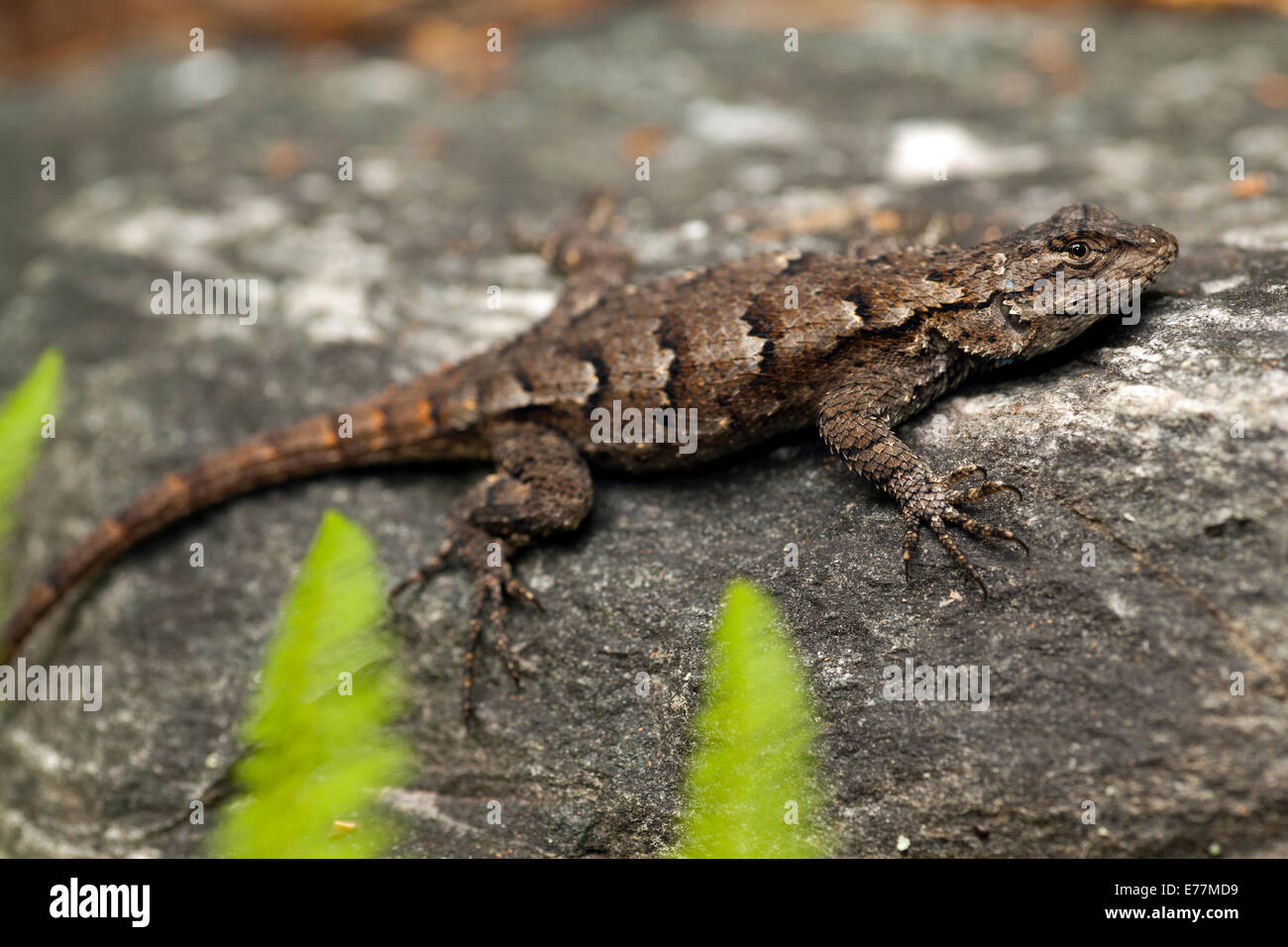 Eastern Fence Lizard (Sceloporus undulatus) Brevard, North Carolina