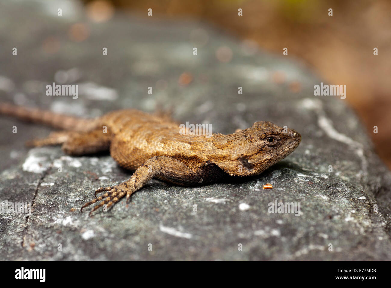 Eastern Fence Lizard (Sceloporus undulatus) Brevard, North Carolina USA Stock Photo Alamy