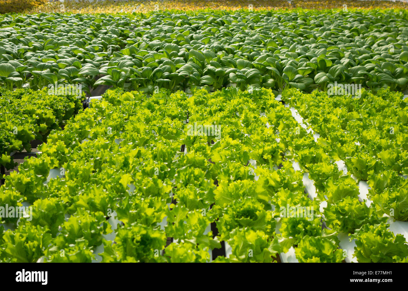 Gotham Greens greenhouse at Whole Foods market Brooklyn NYC Stock Photo