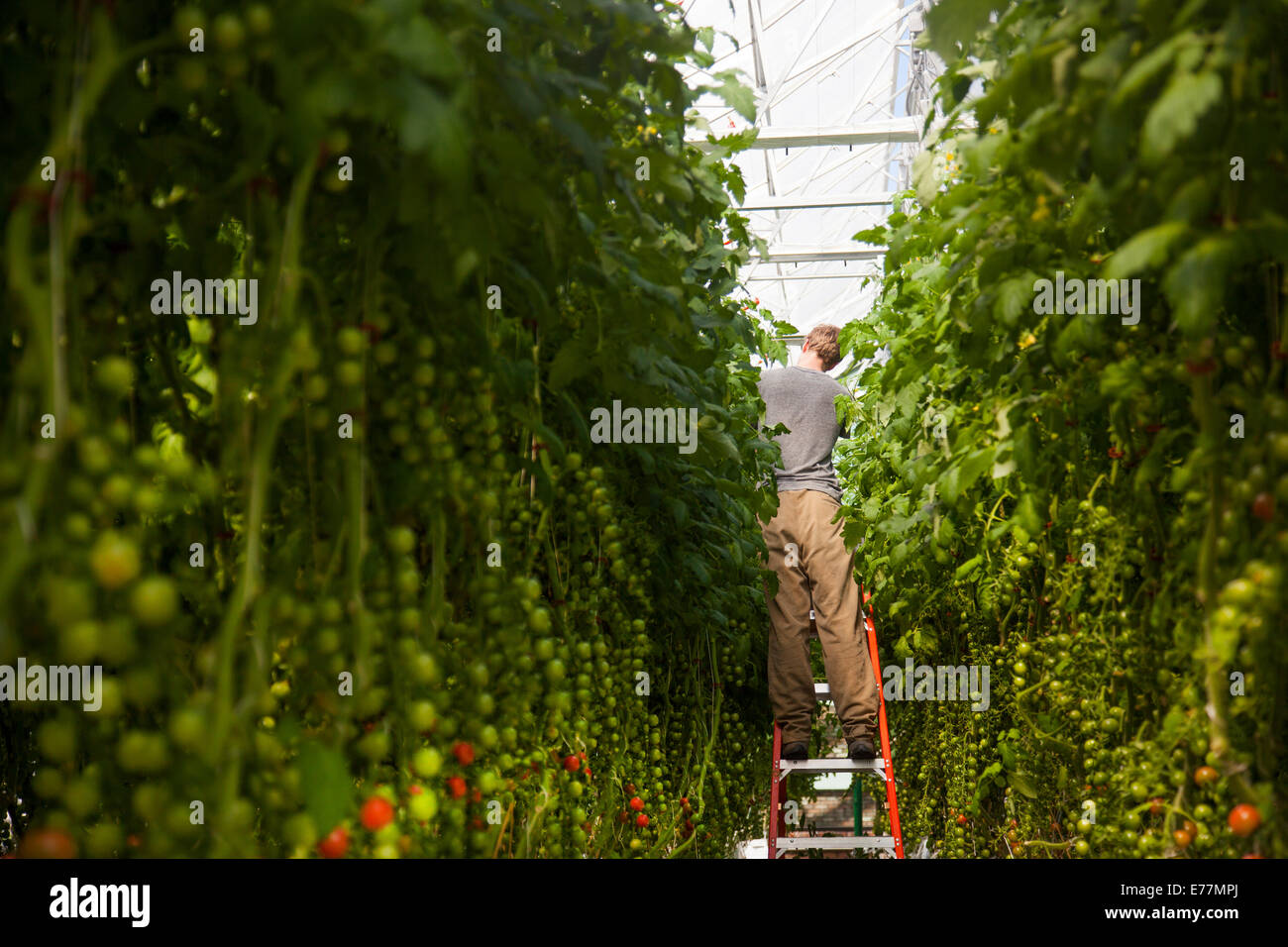 Gotham Greens greenhouse at Whole Foods market Brooklyn NYC Stock Photo