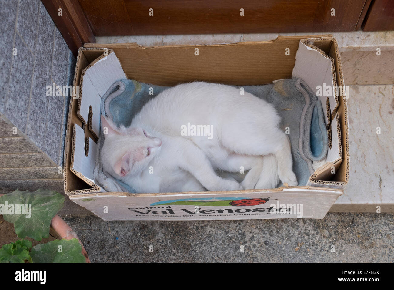 White cat sleeping in cardboard box Stock Photo Alamy