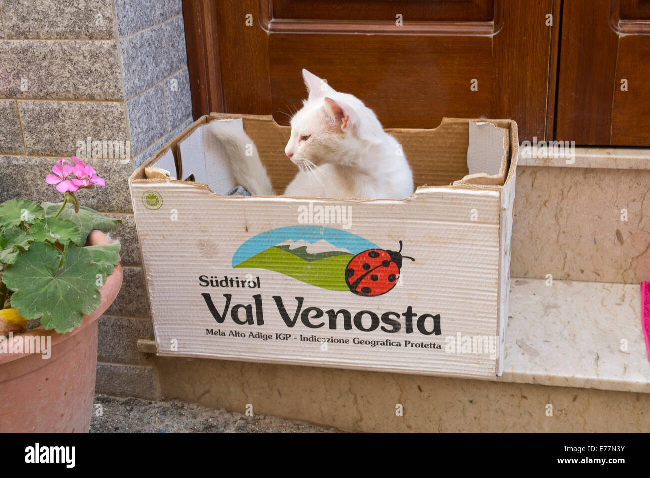 White cat sleeping in cardboard box Stock Photo Alamy