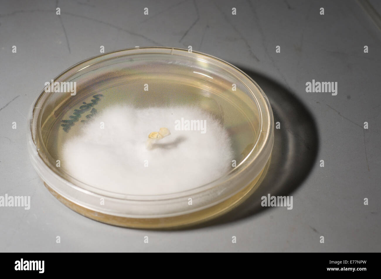 agar of bacteria Stock Photo
