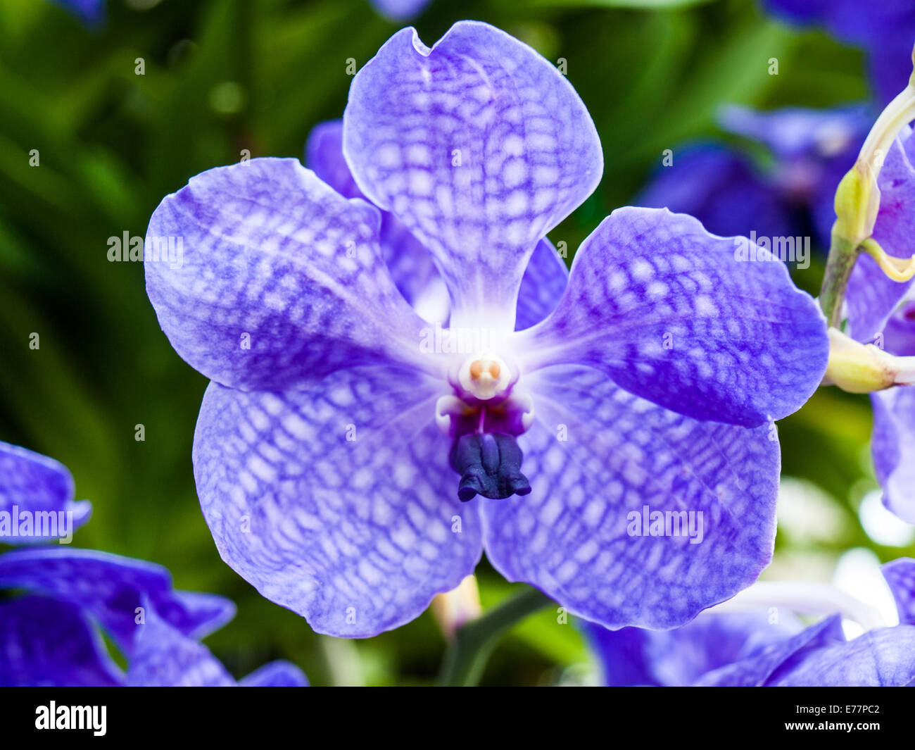 Violet vanda hybrid flower in nature Stock Photo