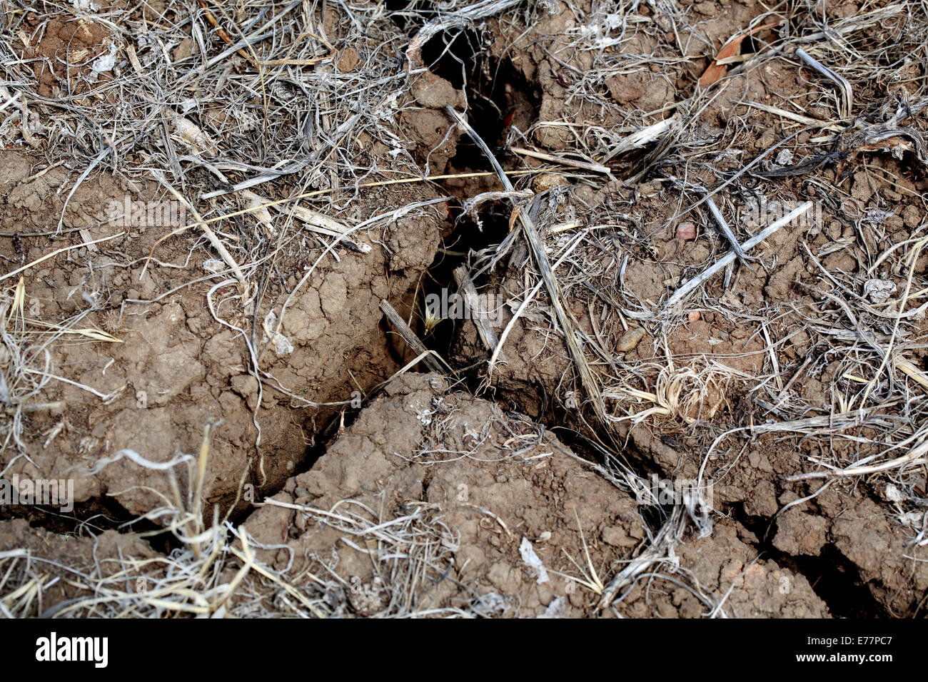 Cracked dry earth in a drought effected area of Australia Stock Photo