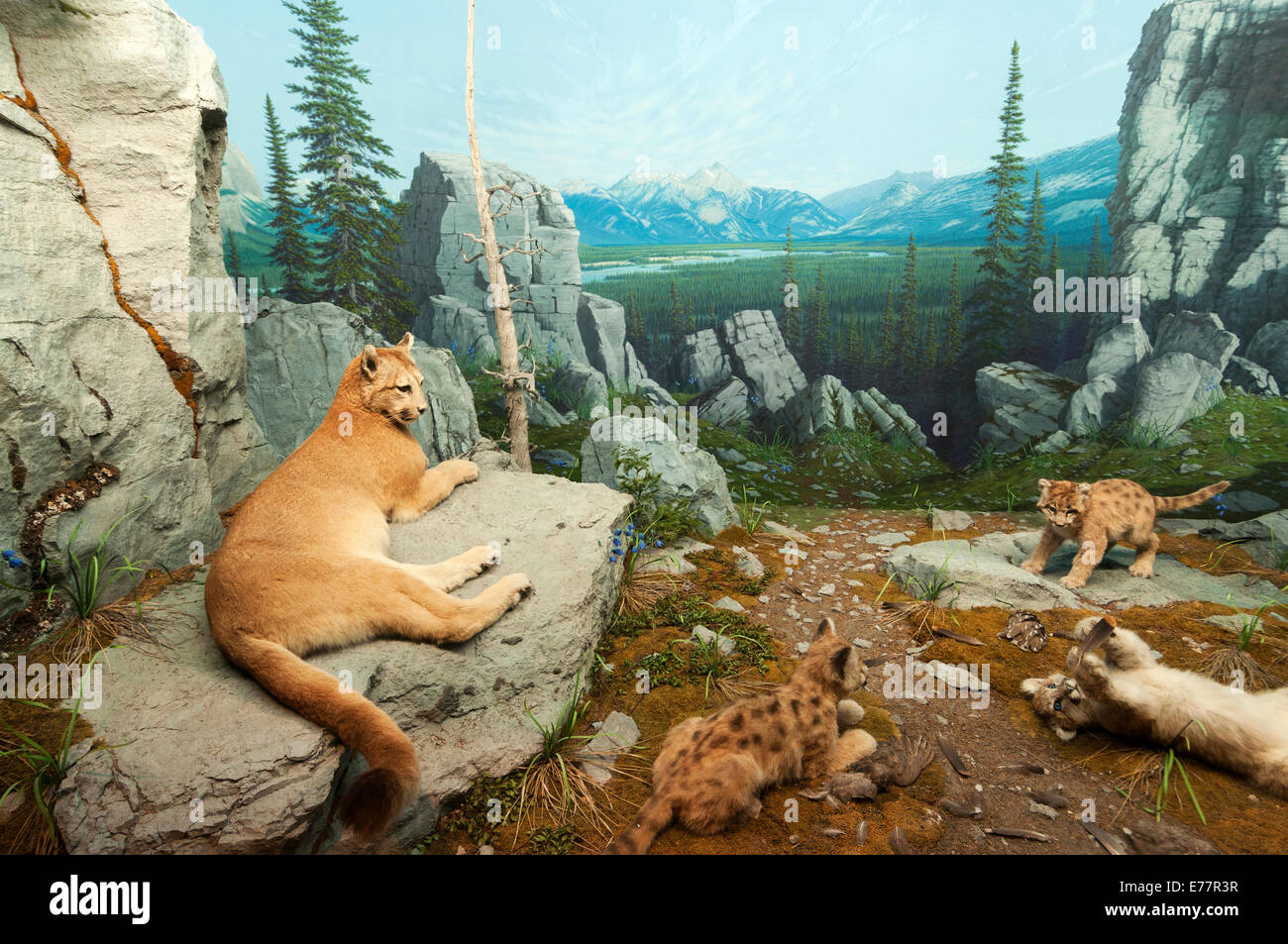 Elk203-5301 Canada, Alberta, Edmonton, Royal Alberta Museum, Mountain lion  diorama Stock Photo - Alamy