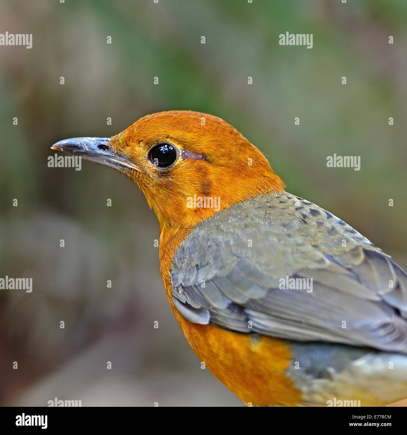 My Image 31