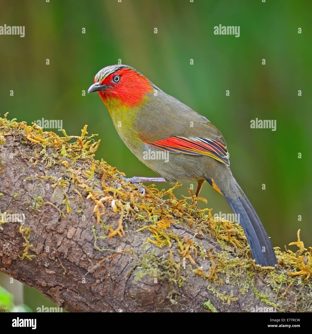 Colorful red-faced bird, Scarlet-faced Liocichla (Liocichla ripponi), standing on the log, side profile Stock Photo