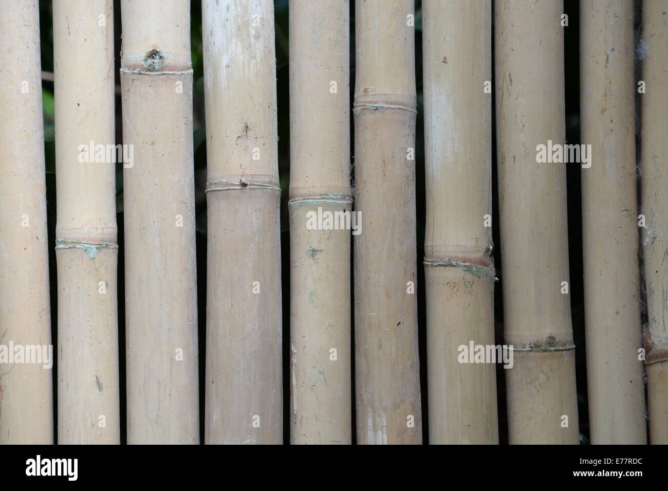 A close up shot of a bamboo barrier Stock Photo Alamy