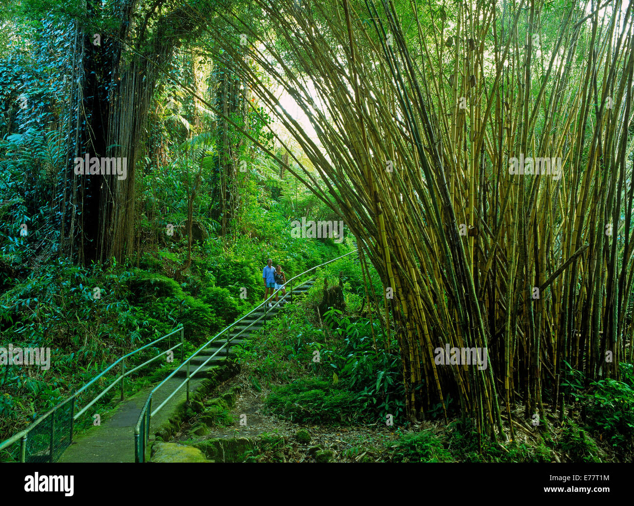 Couple on staircase walkway in bamboo forest below Akaka Falls on Big Island of Hawaii Stock Photo
