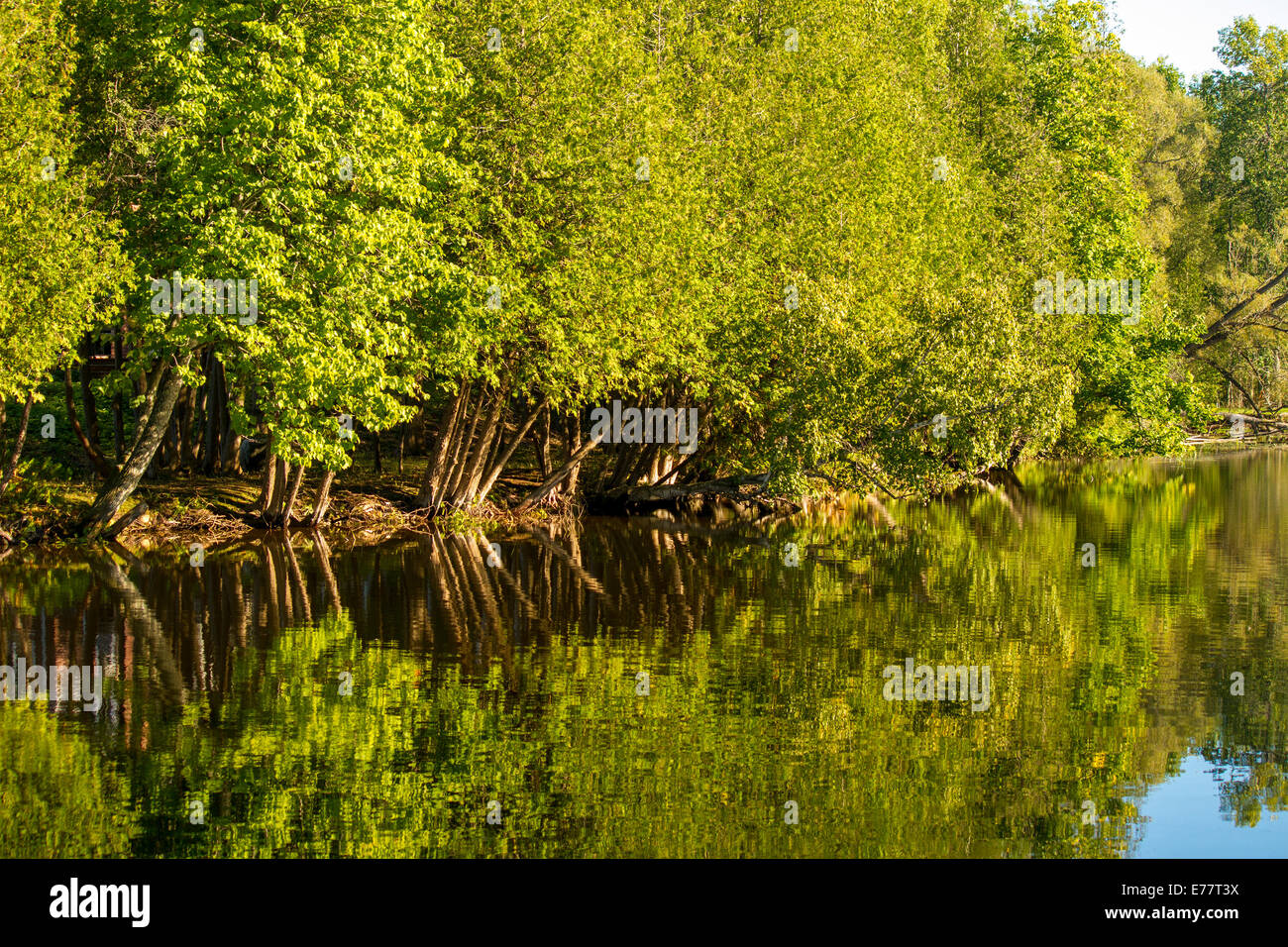 Trees reflecting in the Scugog River in Kawartha Lakes, Lindsay Ontario Canada Stock Photo
