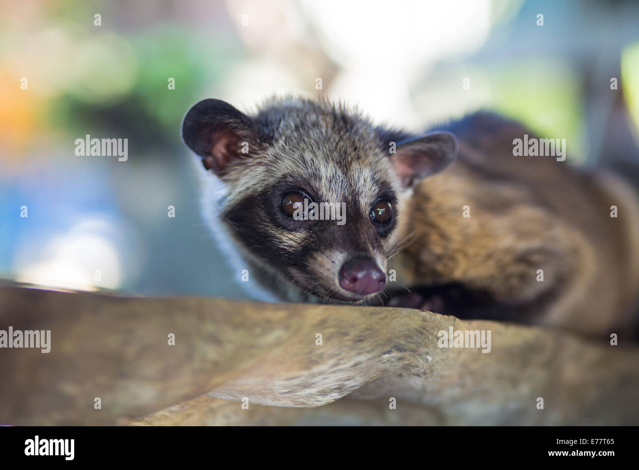 Asian Palm Civet produces Kopi luwak Stock Photo
