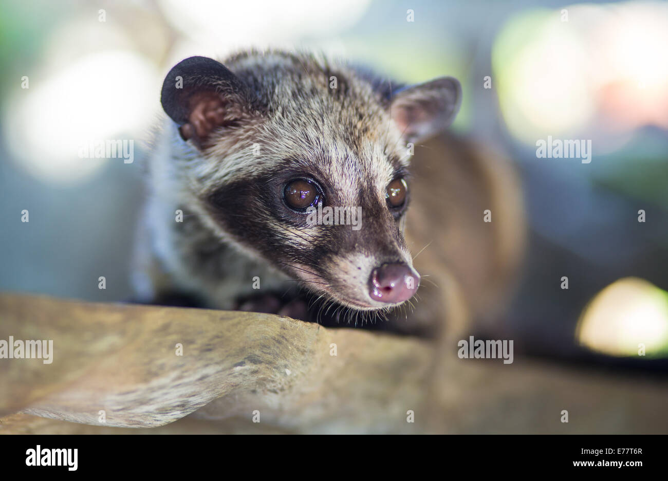 Asian Palm Civet produces Kopi luwak Stock Photo