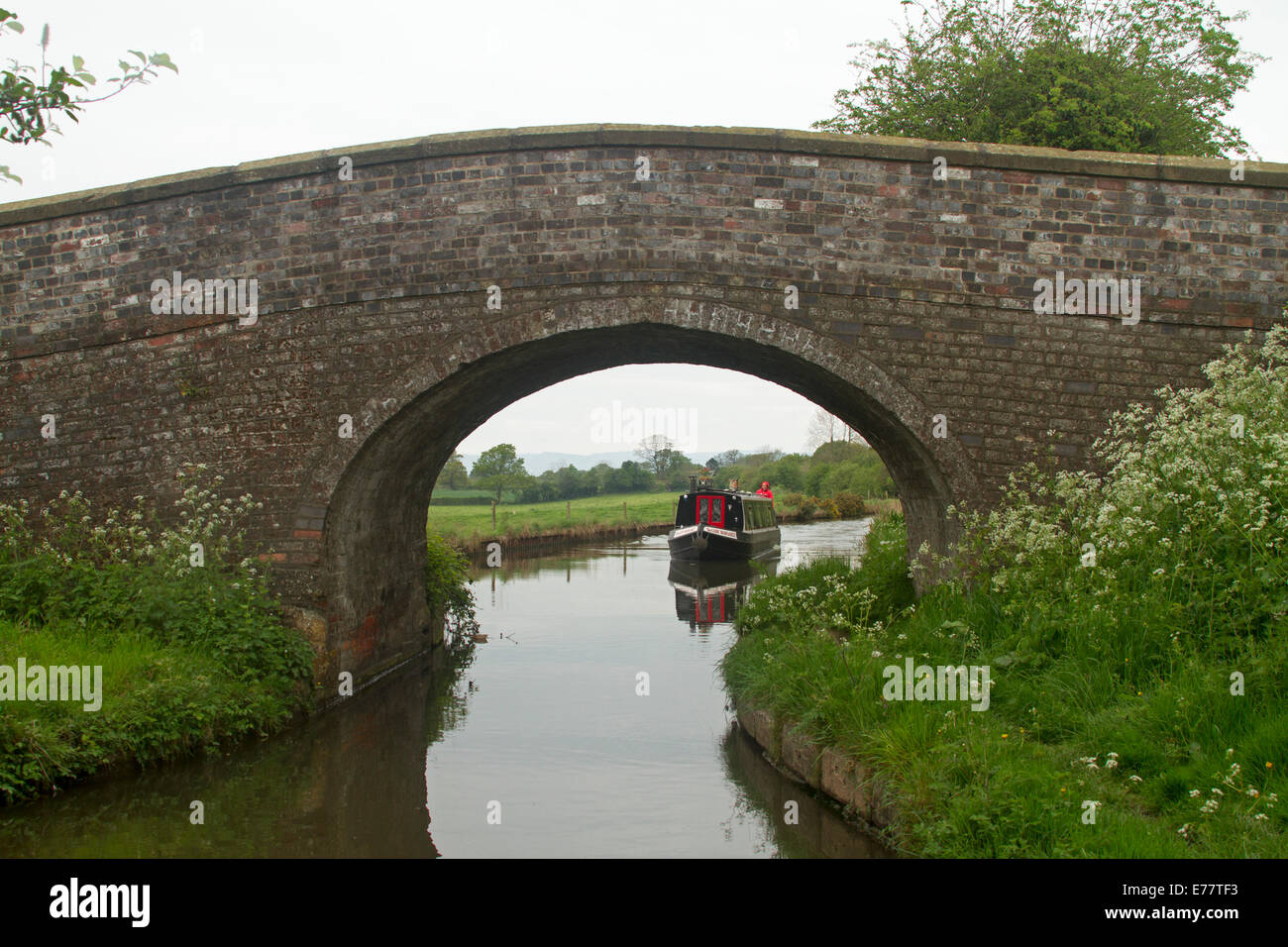 Traditional narrowboat on Trent and Mersey canal passing under old arched bridge and by bank lined with wildflowers Stock Photo