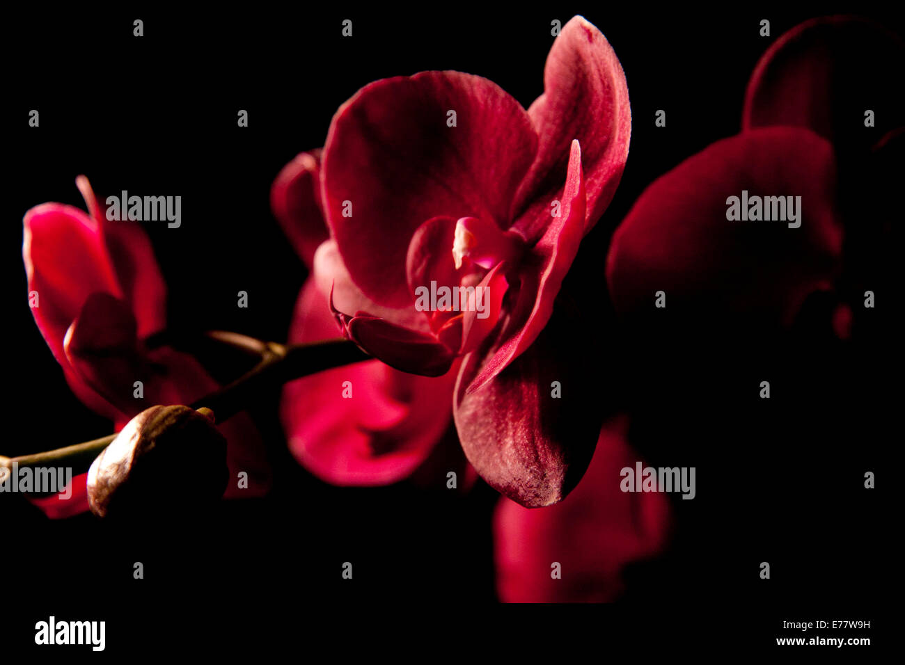 Red orchid on black background Stock Photo - Alamy