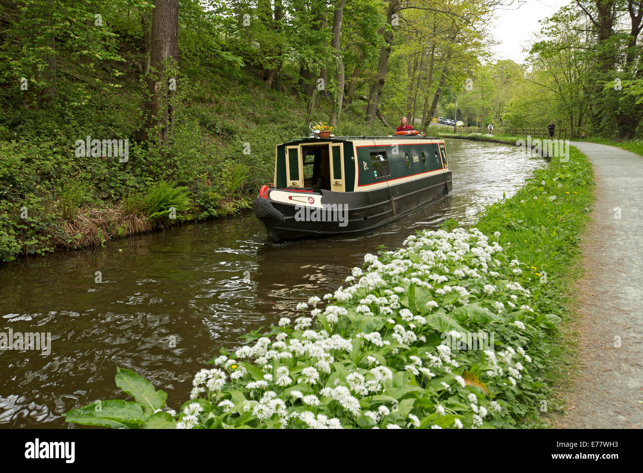 Traditional narrowboat on calm water of Llangollen canal passing woodlands and masses of white wildflowers on bank Stock Photo