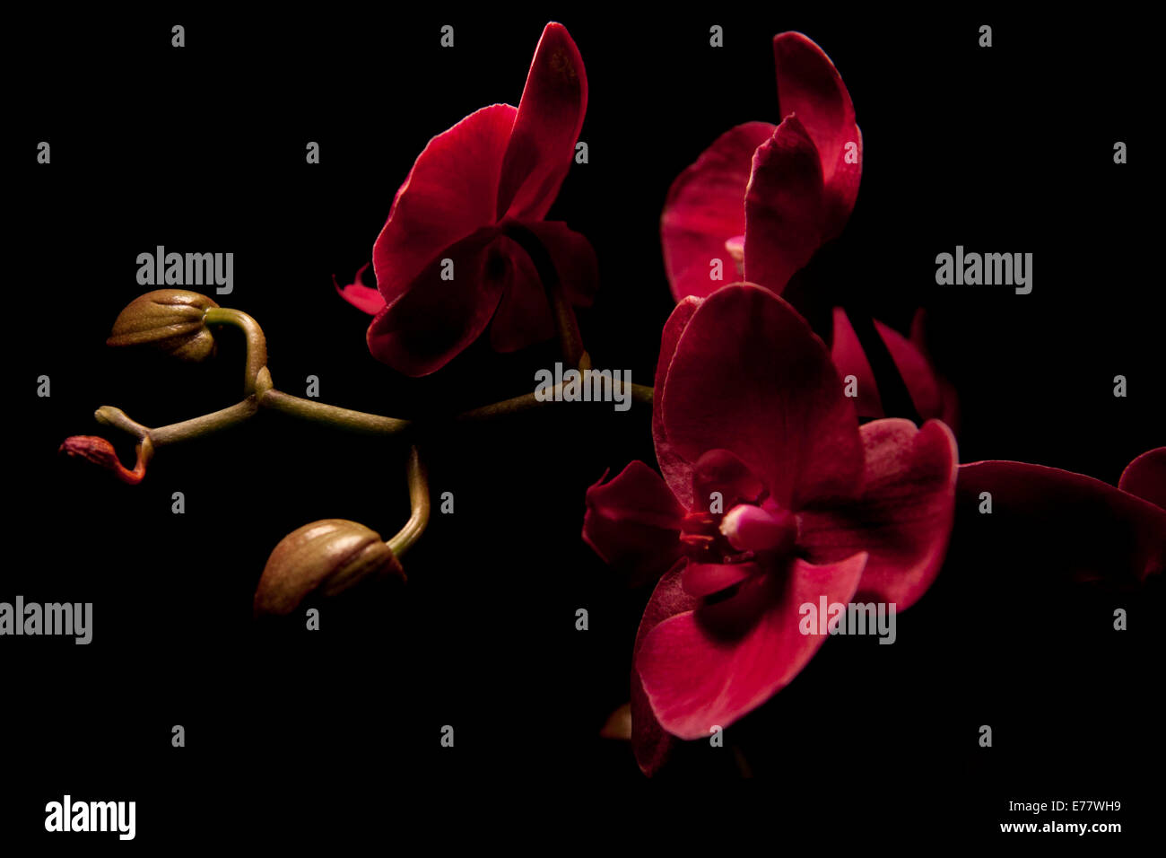 Red orchid on black background Stock Photo - Alamy