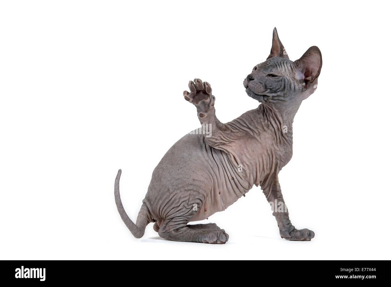 Don Sphynx kitten, 8 weeks old, black, with a raised paw Stock Photo