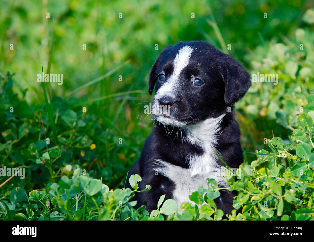 Adorable small dog on the green grass Stock Photo - Alamy