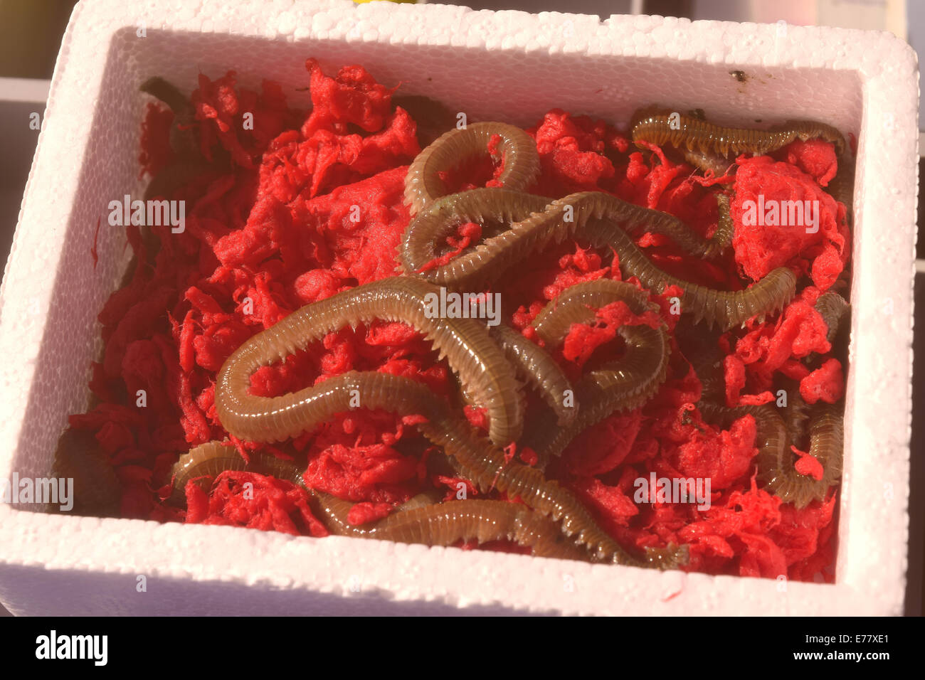 Box With Live Bait For Fishing - Maggots Stock Photo, Picture and