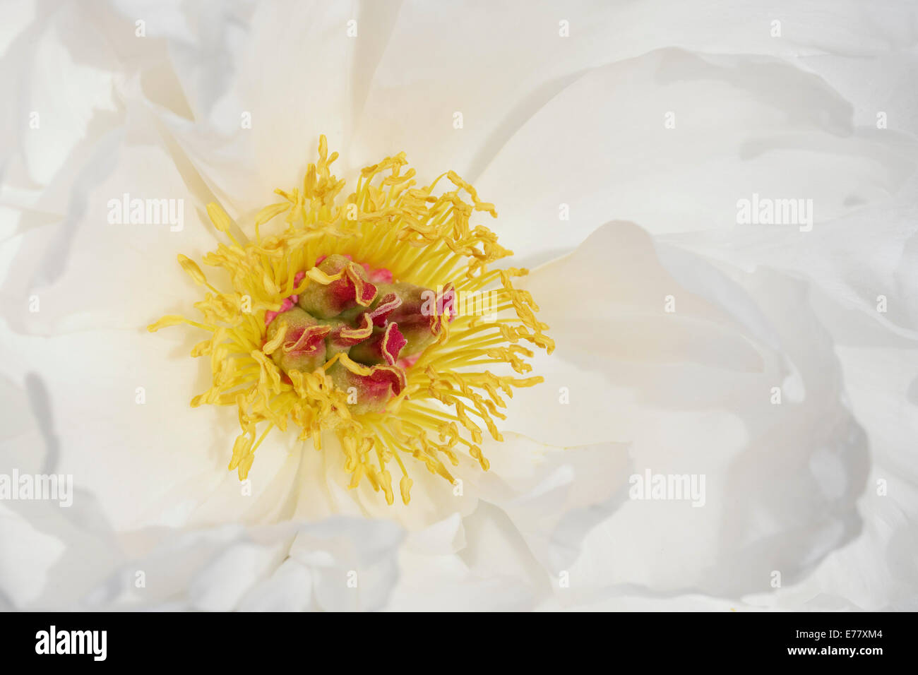 Stigma and germinating pollen, Chinese Peony (Paeonia lactiflora), 'Zu Zu' variety Stock Photo