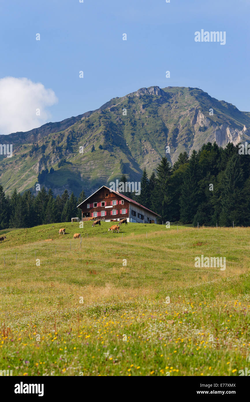 Kaualpe alp and Winterstaude mountain near Schetteregg, Egg, Bregenz Forest, Vorarlberg, Austria Stock Photo