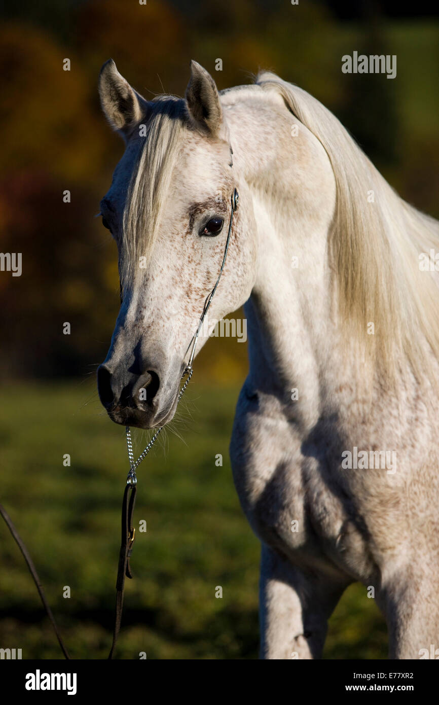 Grey Arab Horse, stallion, with a show headcollar, North Tyrol, Austria Stock Photo