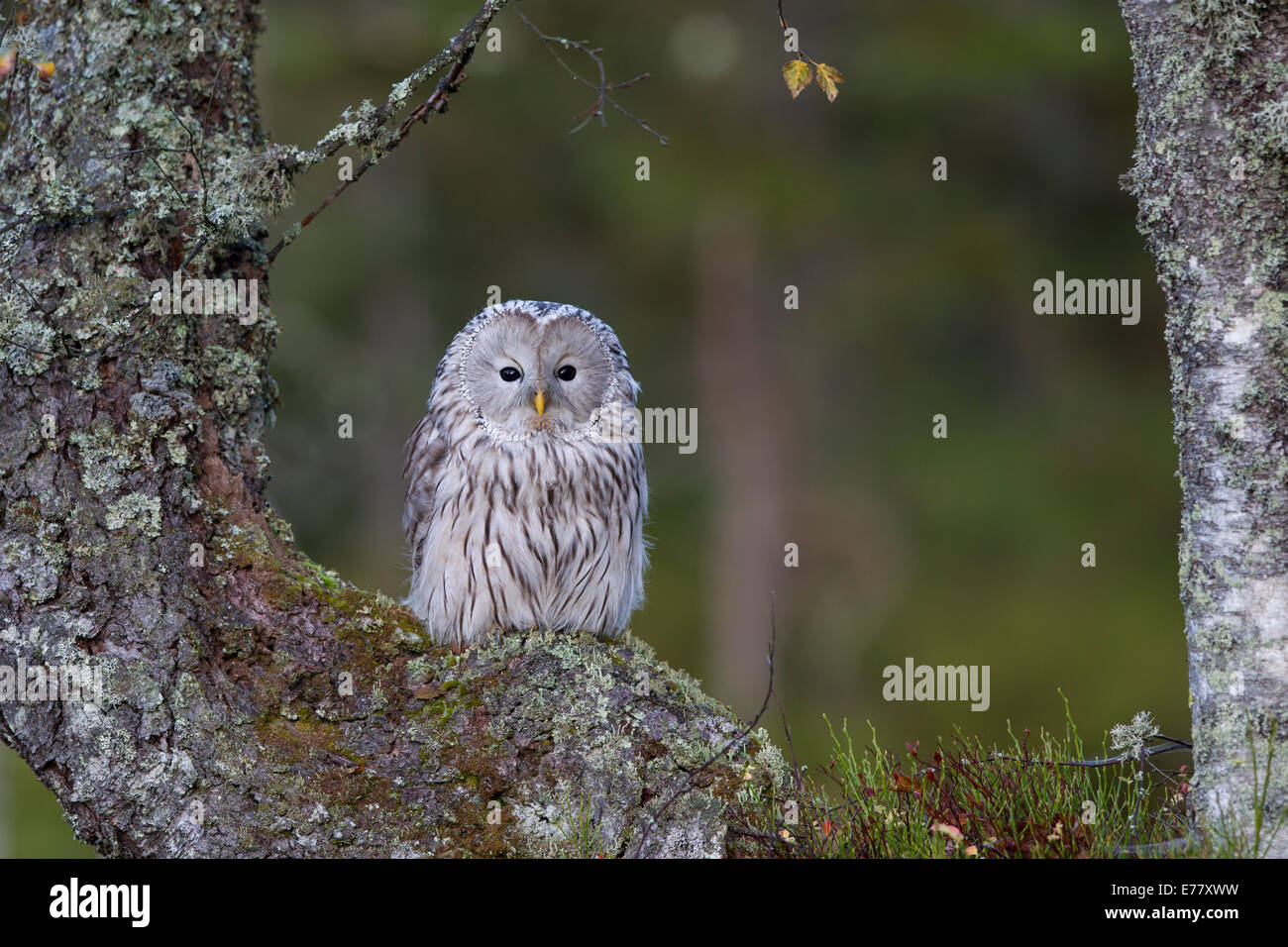 Habichtskauz Ural Owl  strix uralensis sitting Stock Photo