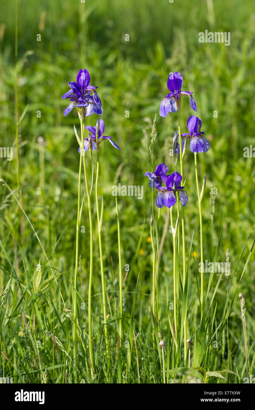 Iris sibirica Schwertlilien Siberian Iris Siberian flag Sibirische Schwertlilie Wiesen-Schwertlilie Stock Photo