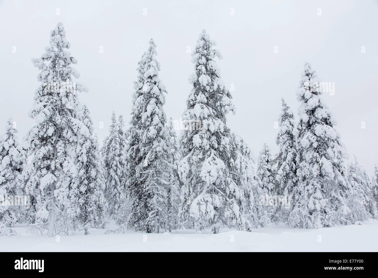 Snow-covered trees, Ivalontie, Sodankylä, Finland Stock Photo