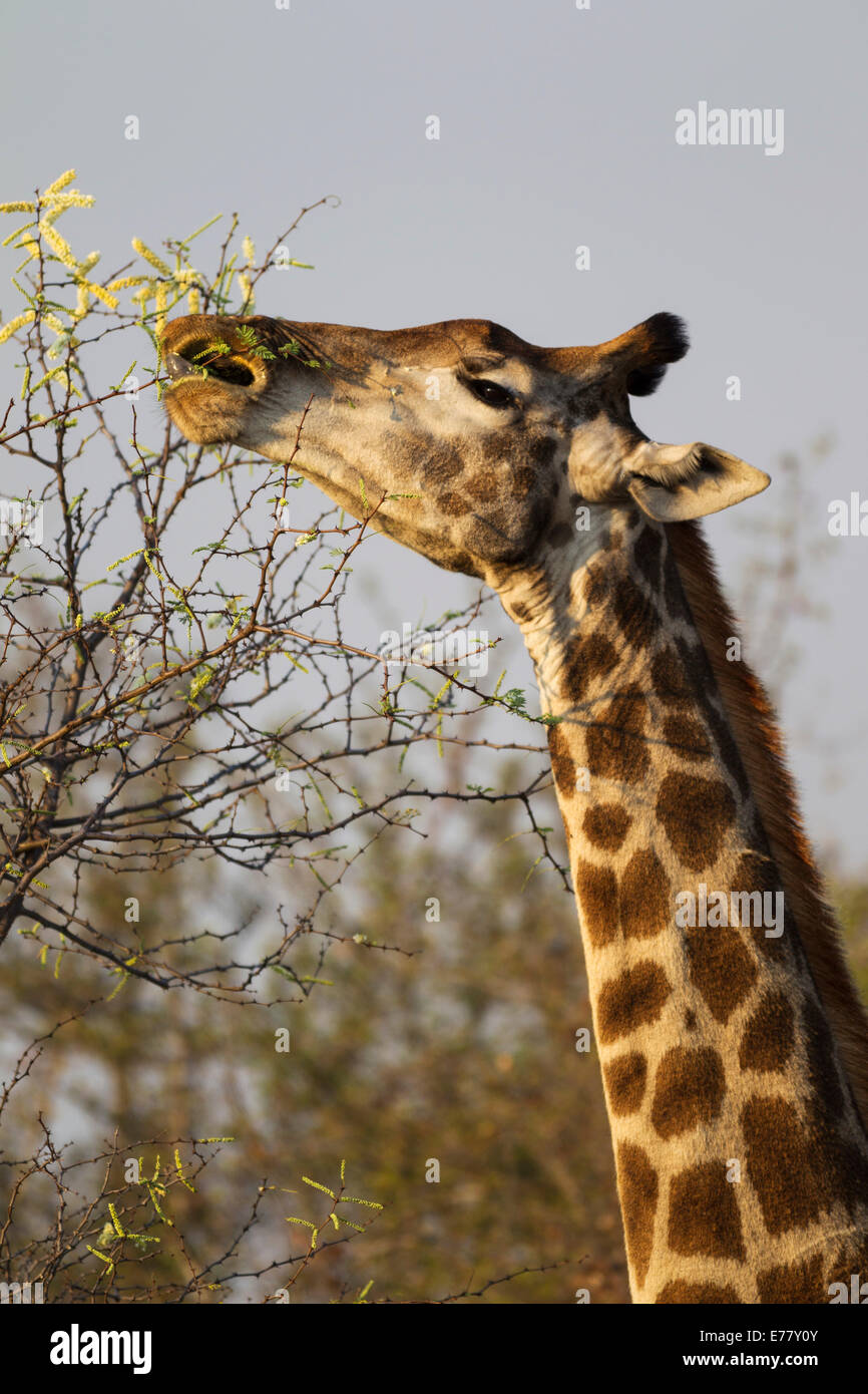 Southern Giraffe (Giraffa camelopardalis giraffa), female collects flowers and leaves with her extensible tongue Stock Photo
