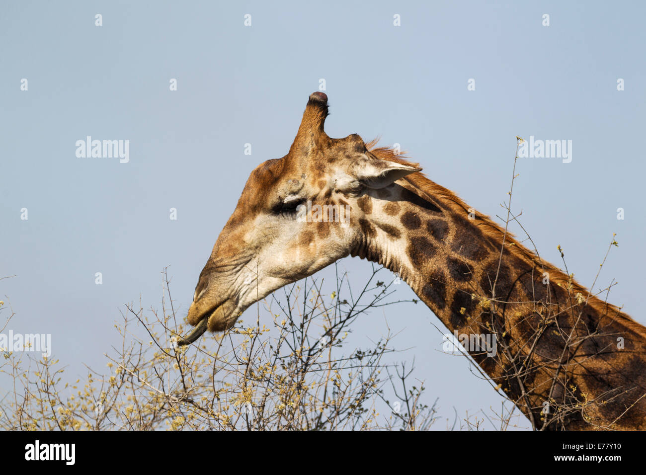 Southern Giraffe (Giraffa camelopardalis giraffa), bull collects flowers and leaves with his extensible tongue Stock Photo