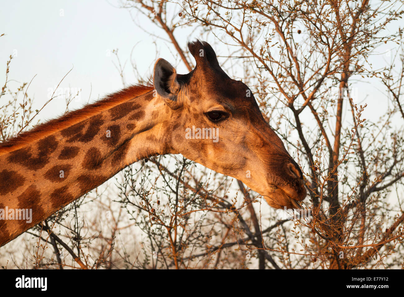 Southern Giraffe (Giraffa camelopardalis giraffa), female collects twigs and leaves with her extensible tongue Stock Photo