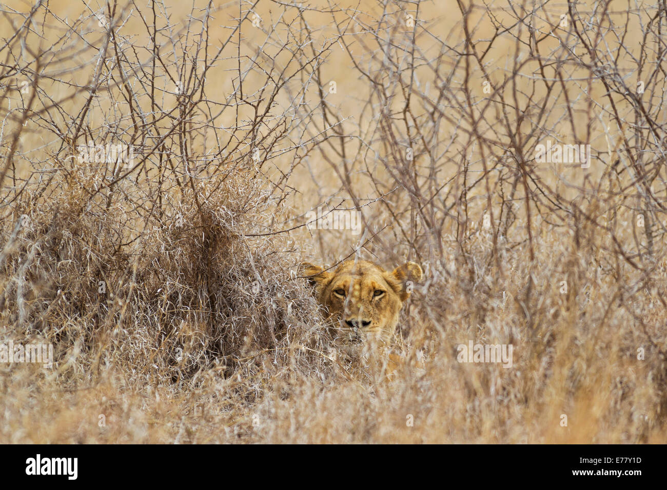 Lioness (Panthera leo), hidden, observes her surroundings, Kruger National Park, South Africa Stock Photo