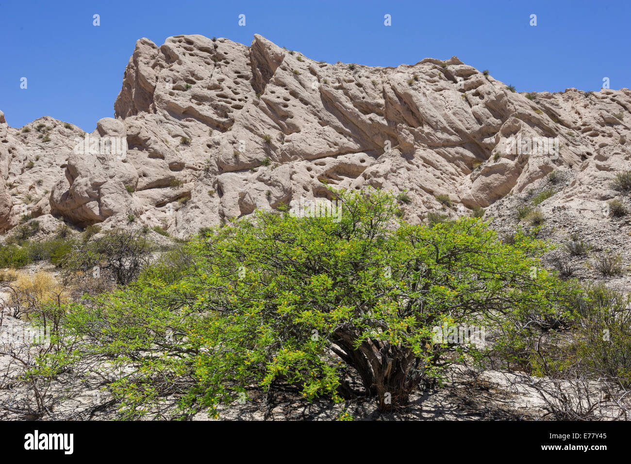 Acacia shrub and geological formations of a dry lake bed in the Monument Natural Angastaco, Salta, Argentina Stock Photo