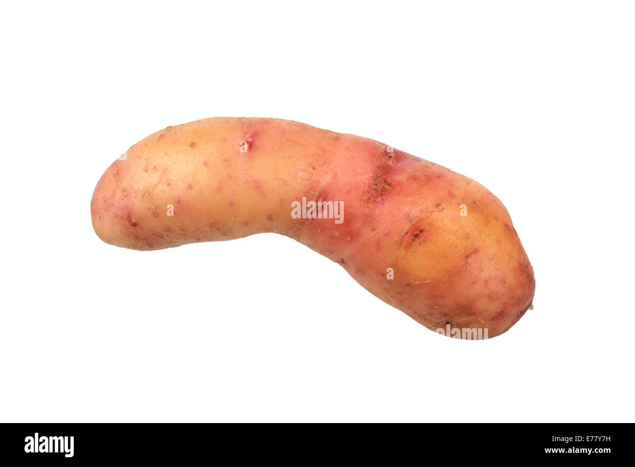 Potato, 'Bamberger Hörnchen' variety Stock Photo